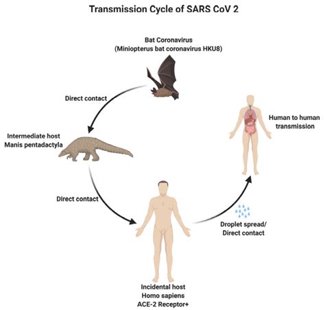 [Figure, Transmission Cycle of SARS CoV 2 Contributed by Rohan Bir Singh, MD; Made with ...