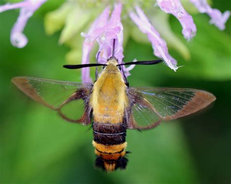 Ohio Birds and Biodiversity: Snowberry Clearwing