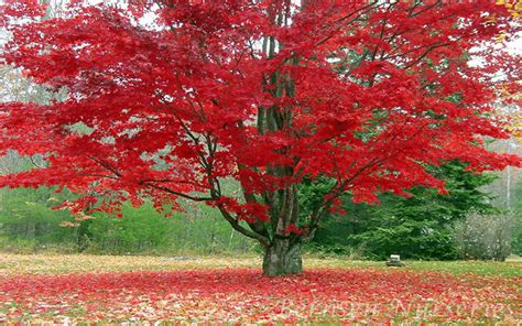 Buy Red Maple Trees Online | Acer Rubrum For Sale