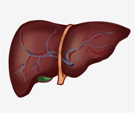 Human Liver Clipart Hd PNG, Human Organ Liver Decoration Illustration, Liver Clipart, Human ...