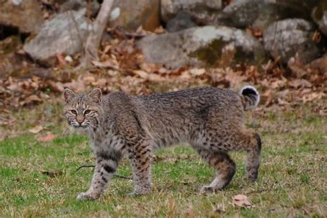 Bobcat Cat Vs House Cat: Domestic Feline And Wild Predator