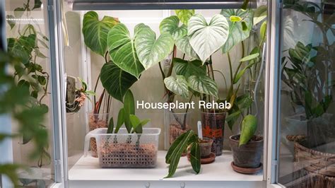 Acclimating Imported Houseplants + One Month Update! - YouTube