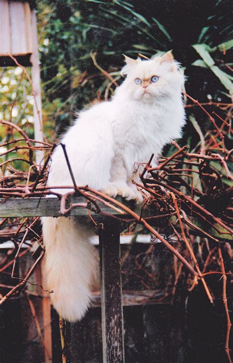 Buddy my Red-point himalayan cat