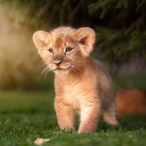 Little big kittens – meet the sweetest big cat cubs | Baby lion cubs ...