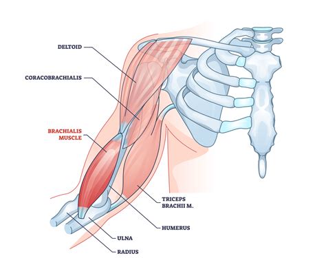 5 Best Brachialis Exercises (with Pictures!): For Full Biceps - Inspire US