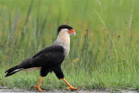 Kissimmee Prairie Preserve State Park - Florida Smart