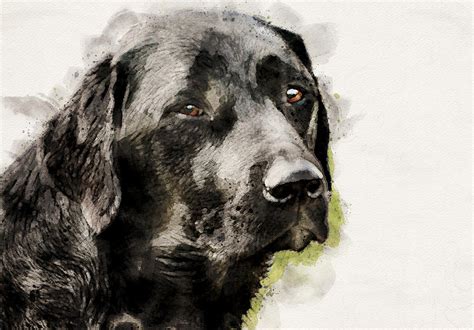 Black Labrador Digital Art by Christopher Potter - Fine Art America