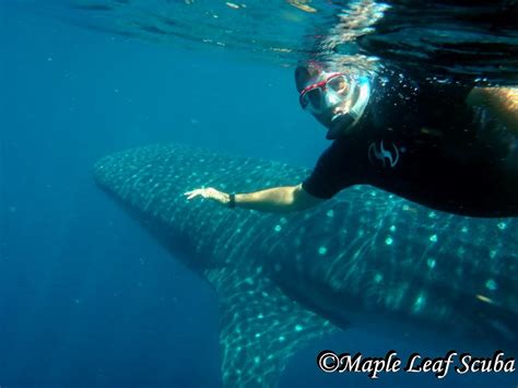 Snorkeling with Whale Sharks in Mexico – Maple Leaf Scuba