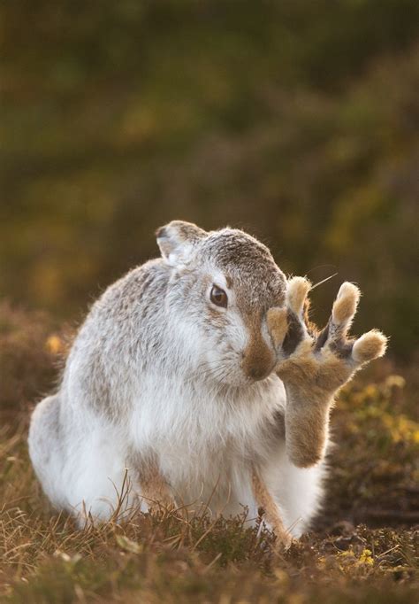 🔥 This Hare's foot! : NatureIsFuckingLit