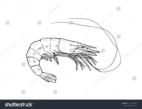 Black White Illustration Isolated Prawn Stock Vector (Royalty Free ...