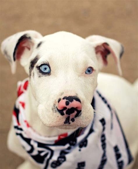 These 20 Rare Dog Breeds With Unusual Markings Will Make You Want One. - grabberwocky