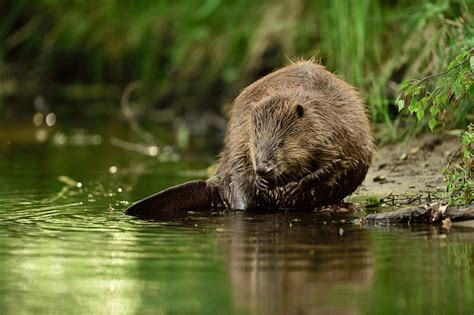 (Re) visiting the beavers’ lodge – Through the eyes of rewilding volunteers — Rewilding Europe