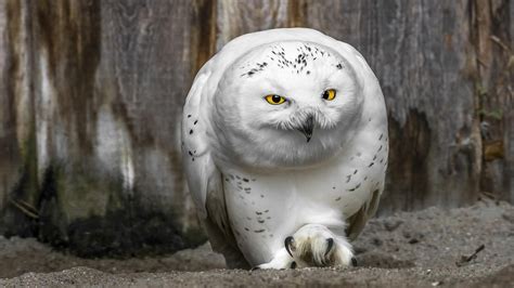 Snowy Owl HD Wallpaper | Background Image | 1920x1080 | ID:523400 ...