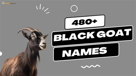 480+ Cute, Funny, & Cool Black Goat Names