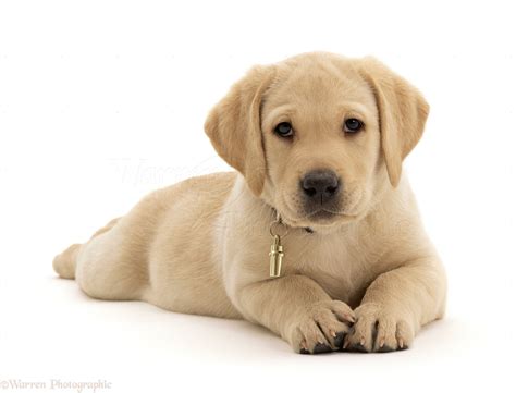 Yellow Labrador Puppies