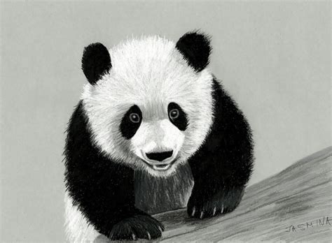 Panda Drawing Realistic: A Step-by-Step Guide