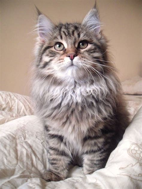 Hypoallergenic Siberian Cat Breeder | Care About Cats