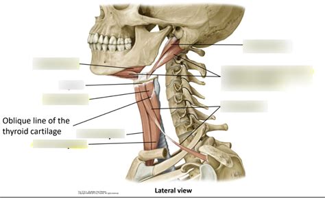 Suprahyoid and infrahyoid muscles Diagram | Quizlet