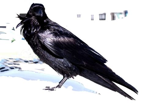 Raven In Snow Photograph by Marie Jamieson | Fine Art America