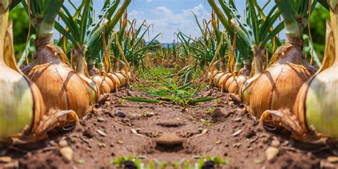 Harvesting And Storing Onions - Keep Them In The Ground Until Maturity With These Tips ...