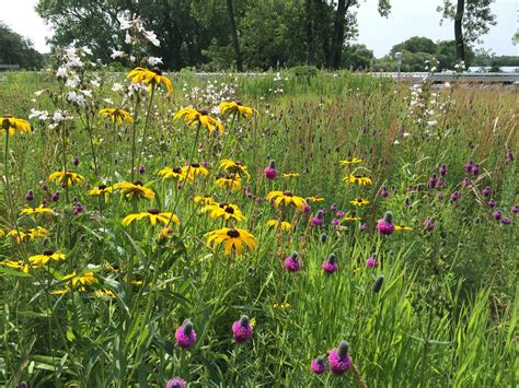 60-Second Science: Green Roof Plants are Tough – My Chicago Botanic Garden