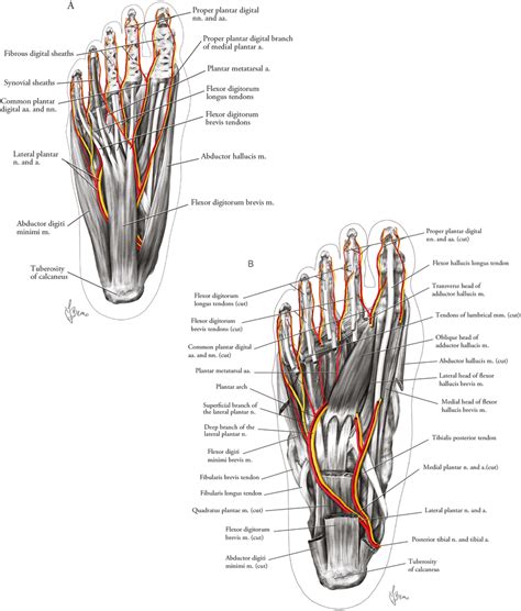 Major structures of the sole of the foot, inferior view (right side ...