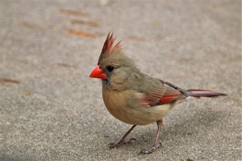 Female Northern Cardinal Close-up Free Stock Photo - Public Domain Pictures