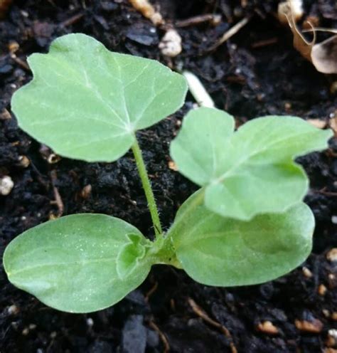 How to Grow Seedless Watermelon Seeds? - Plants Craze