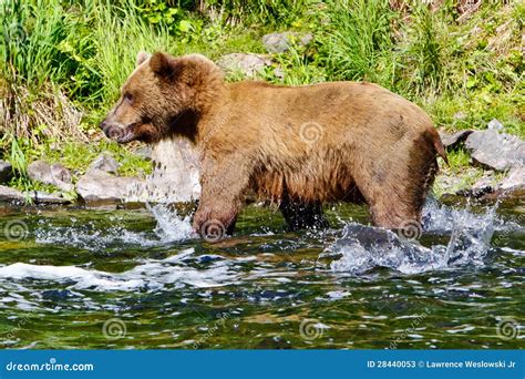 Alaska Brown Grizzly Bear Salmon Splashing Stock Image - Image of ...