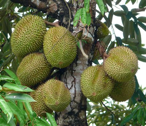 Do You Know About "Durian" Fruit - Koffee Mag