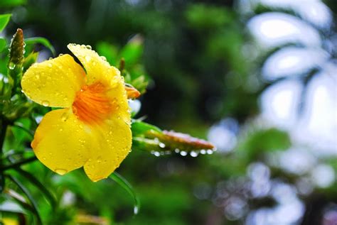 Bulaklak Decor: Rainy Season Flower