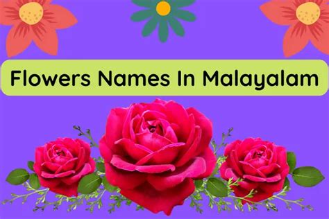 Popular Flowers Names In Malayalam (പൂക്കളുടെ പേര് മലയാളത്തിൽ)