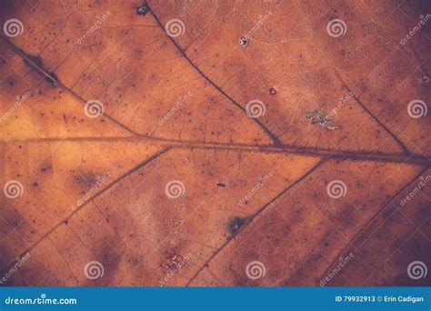 Oak Leaf Veins stock image. Image of orange, november - 79932913