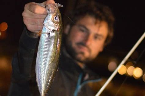 Japanese-style horse mackerel fishing, an easy-to-transpose technique