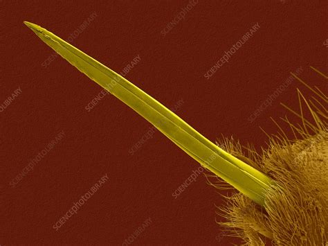 Yellow jacket wasp stinger, SEM - Stock Image - C032/3634 - Science ...