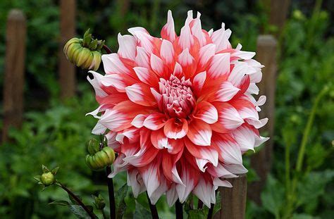 Dinnerplate Dahlia 'Holland Festival' | Dahlia, Flower pictures, Flowers