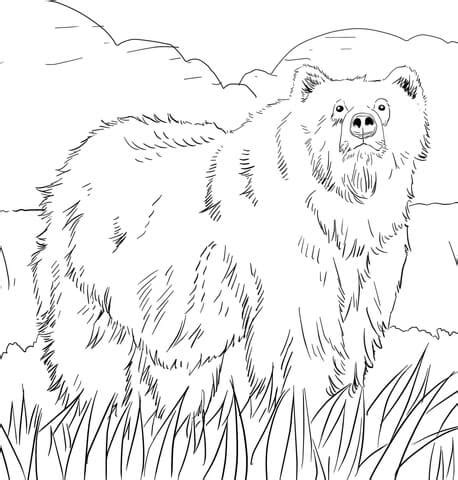 brown bear coloring sheet