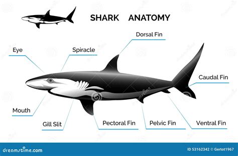 Shark Anatomy stock vector. Illustration of blue, black - 53162342