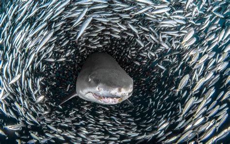 Shark tornado - Most Beautiful Picture