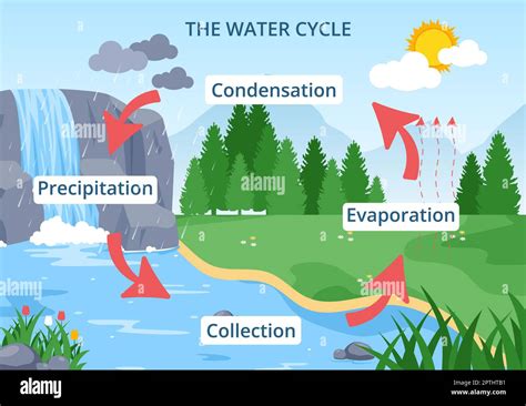 Water Cycle of Evaporation, Condensation, Precipitation to Collection in Earth natural ...