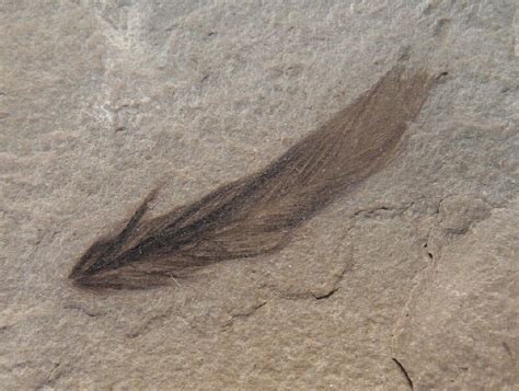 Green River Bird Feather Fossil