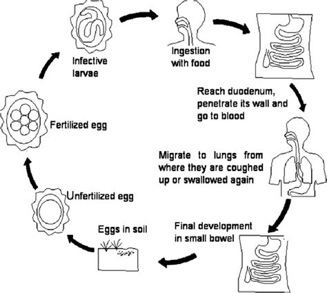 Life cycle of Ascaris lumbricoides Source: Secretariat (2014).... | Download Scientific Diagram