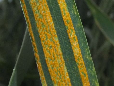 'Unusually high' levels of wheat yellow rust prompts sharp downgrades in varieties - FarmingUK News