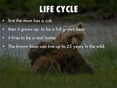 Grizzly Bear Life Cycle