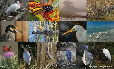 Florida Wildlife Photography Fine Art Collage Photograph by Juergen Roth