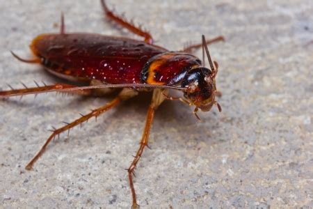 How to Keep Palmetto Bugs Out of Your Atlanta Home | Lookout Pest Control