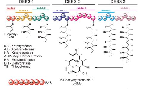 polyketide biosynthetic process | Semantic Scholar