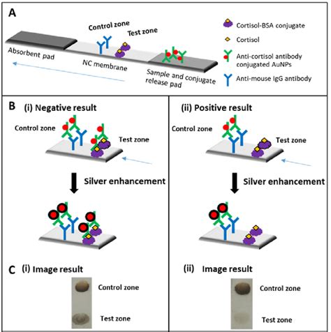 (A) Schematic drawings of lateral flow immunoassay based on competitive... | Download Scientific ...