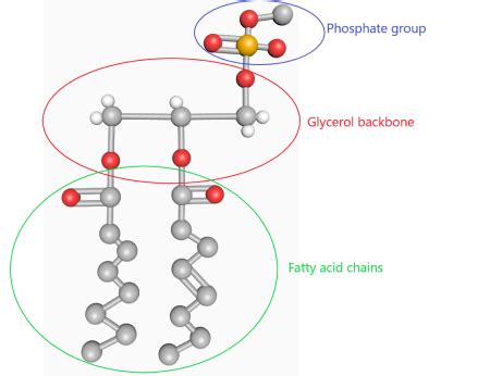 Phospholipid | Structure, Function & Examples - Video & Lesson Transcript | Study.com