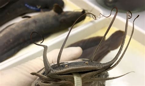 #MuseumLife, Walking Catfish Specimens – Research News